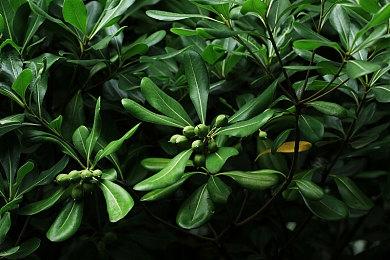 《怪物猎人崛起：曙光》新武器动作介绍 斩击斧＆重弩炮＆单手剑